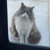 yayan_cat