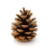 cone02784