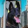 Canil Guardian Black