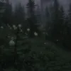 xlravezy