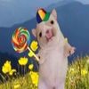 sillypuppyenthusiast