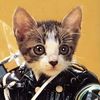 kleptocat8