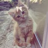 feryeel_216