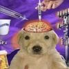 wafoozle