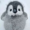 seagull._.12