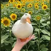 horse_and_duck