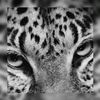 forero_nicx