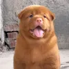 toiyeuthucung456