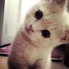 kiwiijinstay_4