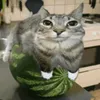 dalugge