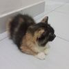 siapaaa_aaku