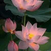 cghtccmslvg6886