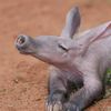aardvark_archive