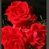 sarahjoad5