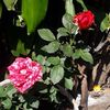 florgalicia45