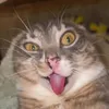 beeeesuka