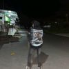 firmannae_