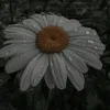 D'music_aja