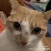 nghoanganh_1
