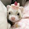 wolfchann1e