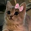 mss...doli