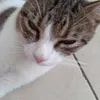 omi.lahnina