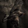 sa_fahad