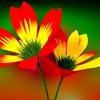 saudi_2224