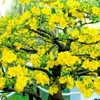 thanhthanh2572