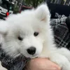 Tam Tam | Samoyed