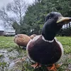 poland.call.duck.z