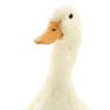 mrducks02