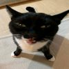 pirivet_t56a