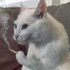 aushitttt