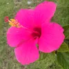 thanh.l.c1