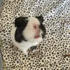 three_guineapigs
