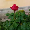 julcsi24