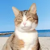 zaia_the_cat
