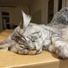 mireilledugu