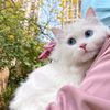 arwahassan054