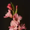floralinternal