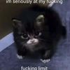 i_ate_my_cat_yesterday