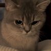gatito.enojon1
