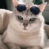 gato_pro_el_dios