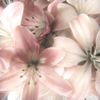 desirecherie__