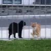 yippe55