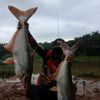 toman_rimba_ll