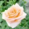 liliaaaalo