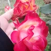 somayaali9440