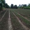 myanmar799288